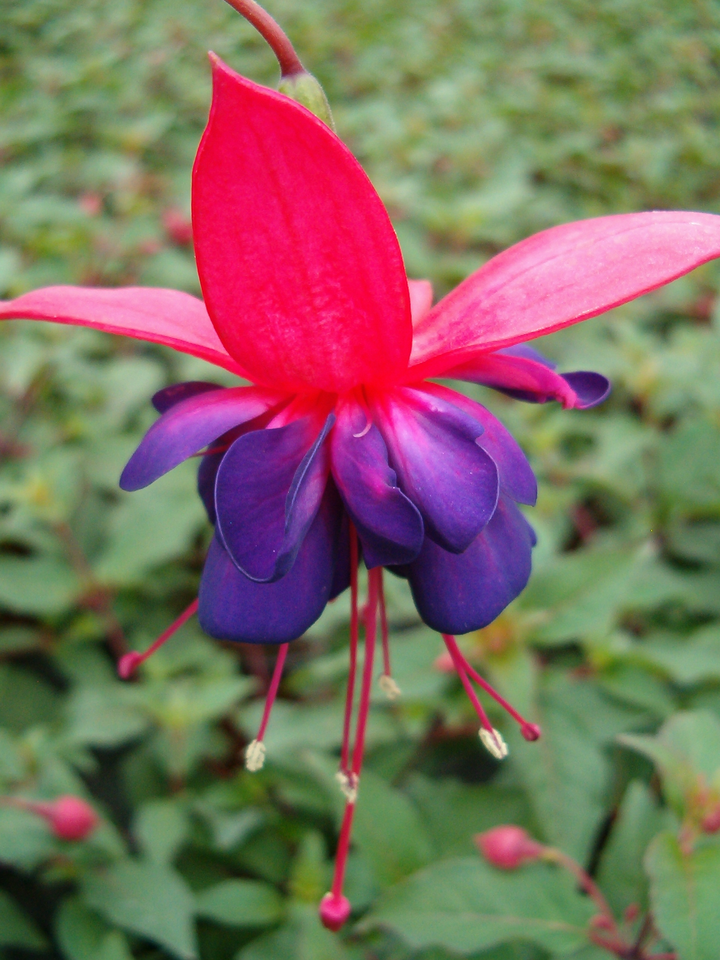Fuchsia Winston Churchill